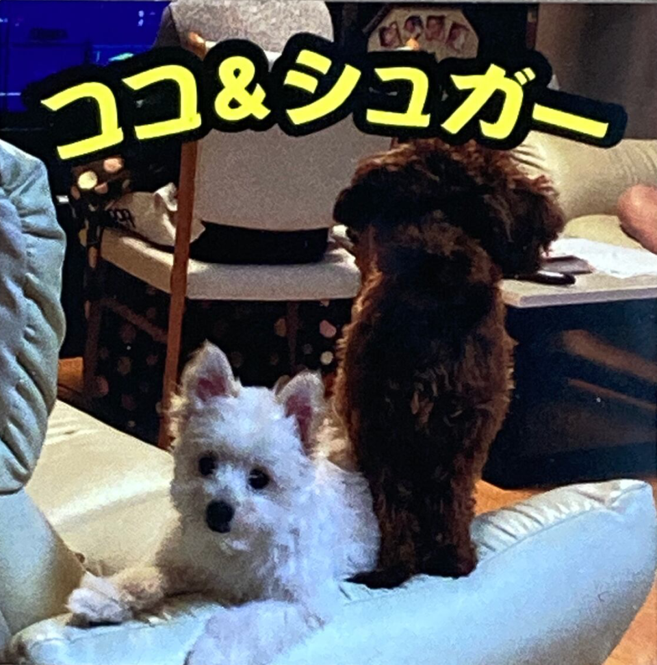 【うちの子が主役に】ペットシールで広がる、かわいい出会いの輪